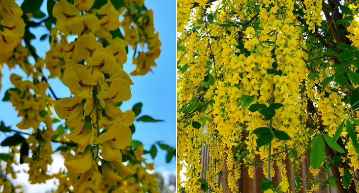 Ядовитый «золотой дождь» цветет в теплицах под Волгоградом