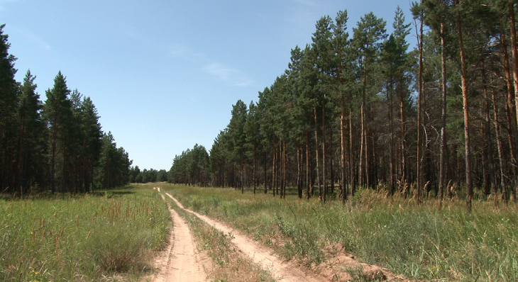 Обстановка в волгоградских лесах накалилась от жары