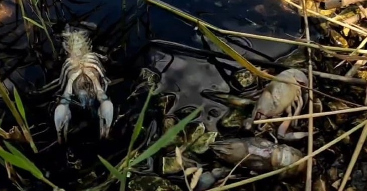 В водоеме под Волгоградом заметили массовую гибель раков: видео