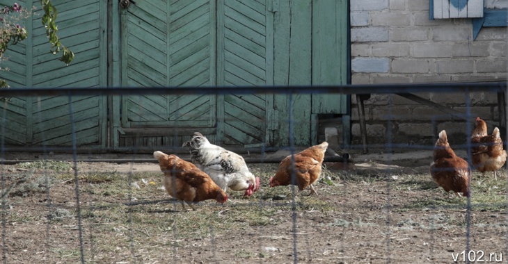 Волгоградцам разрешат разводить кур и кроликов на садовых участках