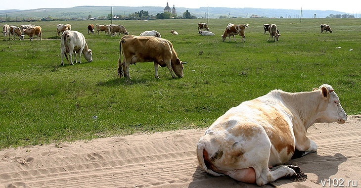 В Волгоградской области малоимущий селянин украл соцвыплату на корову