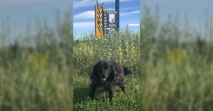 Предали или потеряли?: в Волгоградской области пес «Хатико» две недели ждет хозяина на дороге