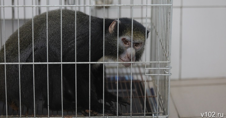 В России РПН подтвердил первый случай оспы обезьян