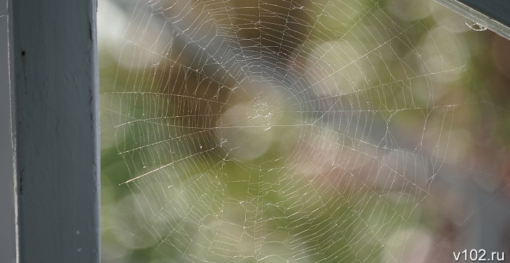 На даче под Волгоградом 4-летнюю девочку укусил ядовитый паук