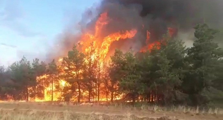 На севере Вогоградской области сгорело 500 гектаров соснового леса