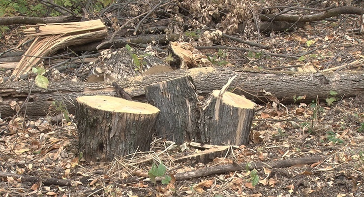 «Вывез тело в машине»: в Волгограде черного лесоруба насмерть раздавило деревом