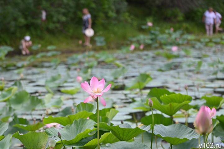 Каждый видит то, что хочет: фотограф показал красоту озера лотосов под Волгоградом