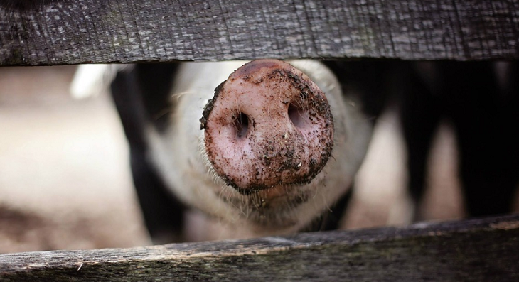 Под Волгоградом из-за вспышки чумы ликвидируют свиней