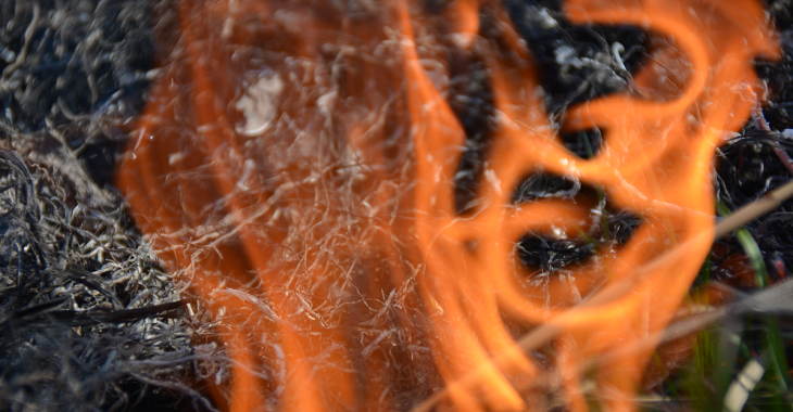 Огонь уничтожил 24 гектара пшеницы в хуторе Новокиевка Волгоградской области