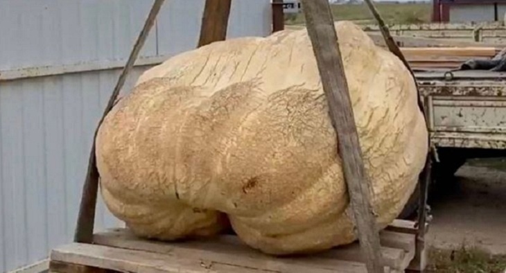 Под Волгоградом фермер вырастил гигантскую тыкву  весом в 217 кг