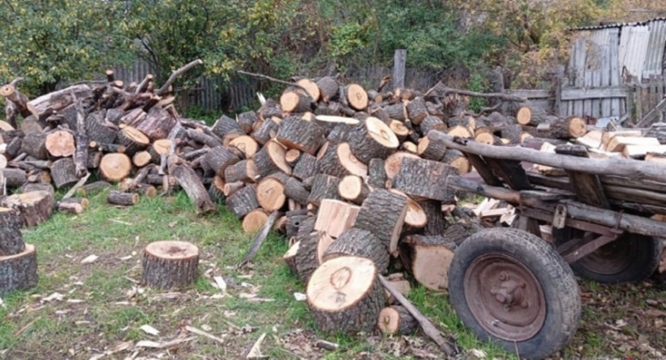 В Волгоградской области семья срубила на дрова 21 дуб