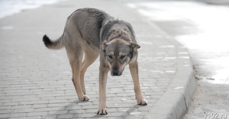 В Волгоградской области бездомные псы стали реже болеть бешенством