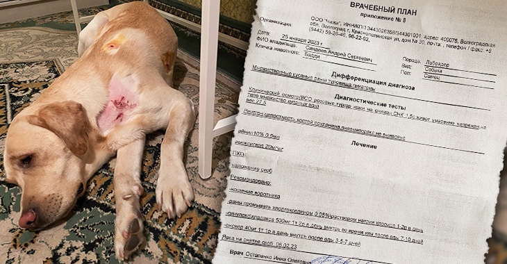 «Это ты должен моей беременной суке»: в Волгограде бойцовские собаки кинолога порвали лабрадора