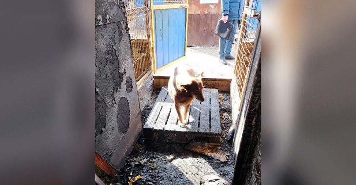«Расходы – нереальные»: сгоревший приют для бездомышей под Волгоградом восстает из пепла