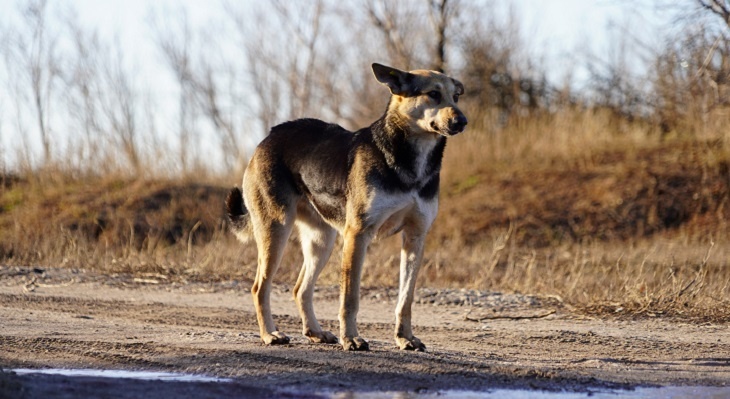 Чиновники предложили жителям Камышина сброситься на отлов бездомных собак