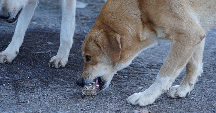 Волгоградские чиновники назвали места, где нельзя кормить бездомных собак