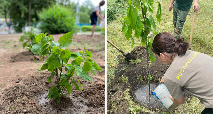 В Волгоградской области позеленели дворы двух лицеев и трех школ