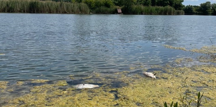 В Котово после фекальной аварии на берег пруда выбросило мертвую рыбу