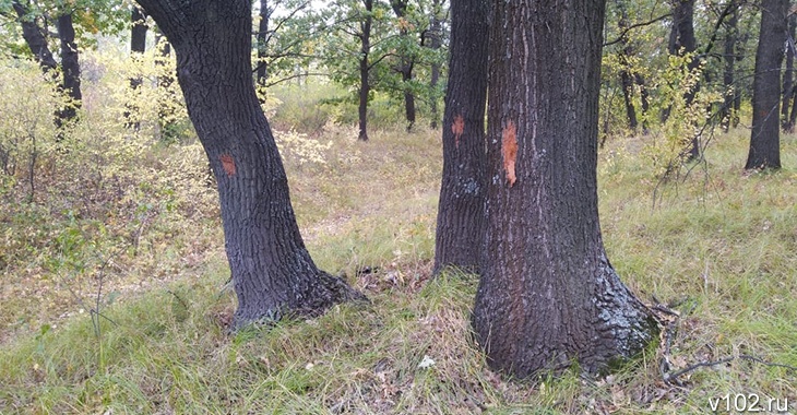 Лесничий из Волгоградской области пустил 48 вязов на дрова