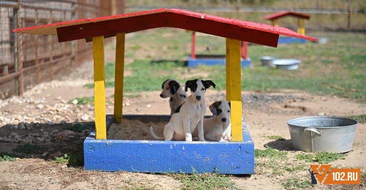 «Песочницы и даже качели»: в горпитомнике Волгограда открыли игровую площадку для бездомных щенков