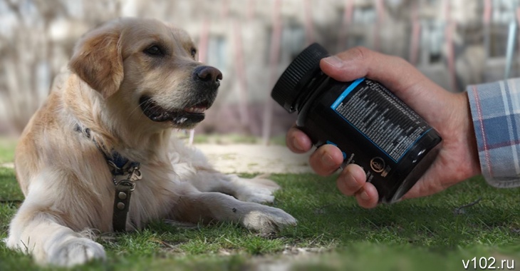 «Я нес Чарли на руках»: волгоградец ищет видео с отравившим его пса догхантером