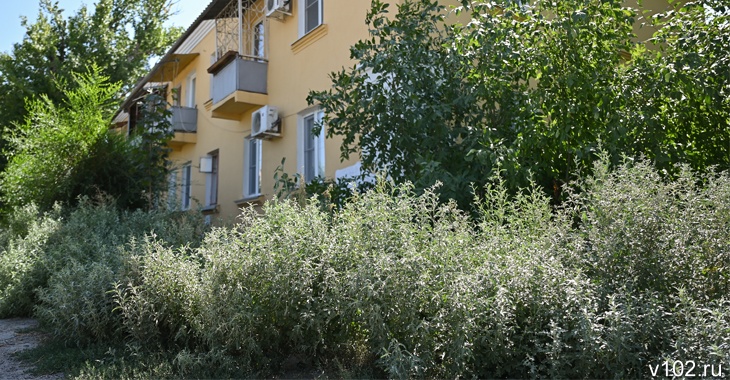 «А чем занимаются чиновники?»: аллергенные сорняки безнаказанно разрослись в Волгограде