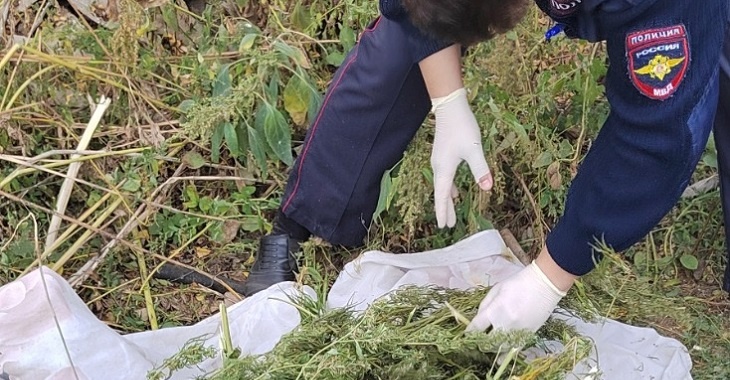 В Волгоградской области полицейские взвесили урожай с конопляного огорода