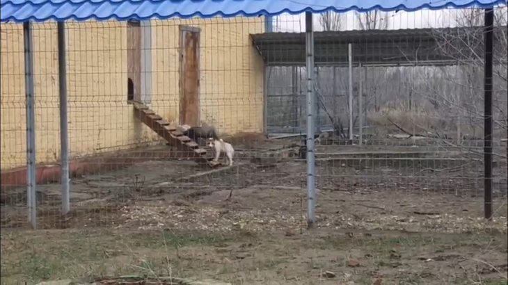 В волгоградский зооцентр «Дино»  привезли спасенных со зверофермы лисичек