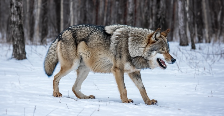 «Это естественный момент»: эксперт рассказал, почему волки потянулись в села Волгоградской области