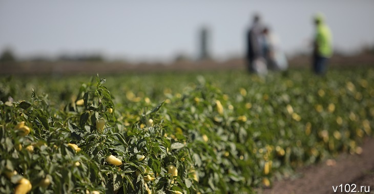 Волгоградские аграрии готовятся засадить овощами более 22 тыс. гектаров земель