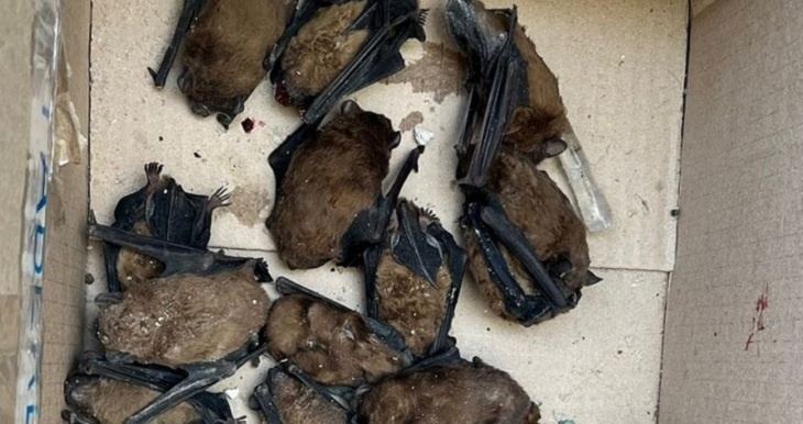 «Вы еще и тараканов спасать будете?»: в Волгограде при ремонте ДК Гагарина  погубили летучих мышей