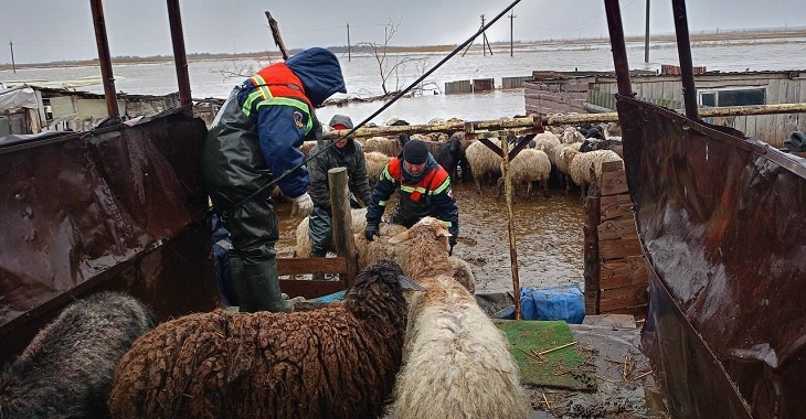 В Саратовской области из-за паводка эвакуируют людей, скот, закрывают дороги