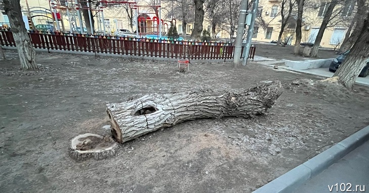 В Волгограде ученые раскрыли загадку фонтанирующего вяза