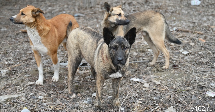 В Волгоградской области пес набросился на братьев на детской площадке