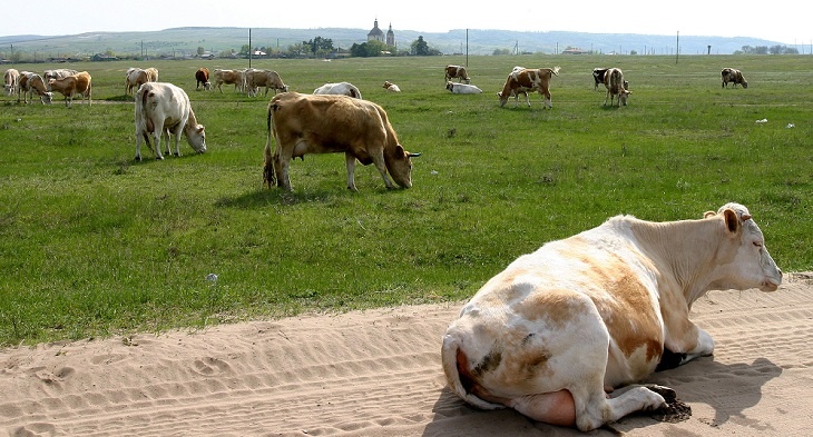 Скотокрада осудили за похищение стада коров в Волгоградской области