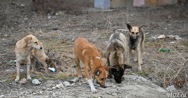 Бастрыкин запросил доклад по расследованию нападения собак на краснослободских мальчишек