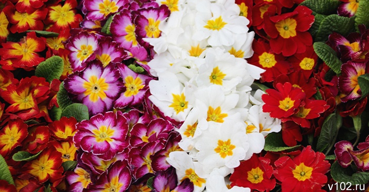В Волгоградской области пройдет выставка однолетних цветов