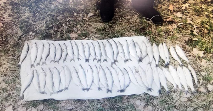 Под Волгоградом браконьера осудили за вылов рыбы «черпаком»