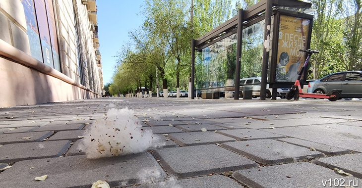 Тополиный пух, жара, апрель? В Волгограде из-за аномальной погоды деревья окончательно выбились из графика