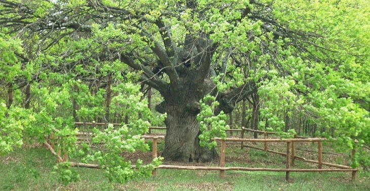 Волгоградский 400-летний дуб-гигант претендует на звание главного дерева России