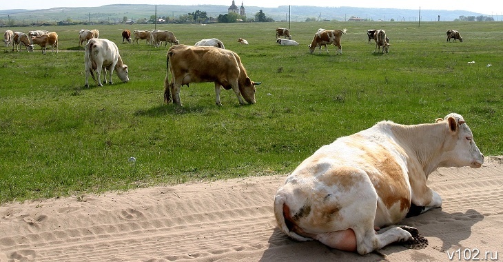 Убийственный для коров вирус выявлен в селе под Волгоградом