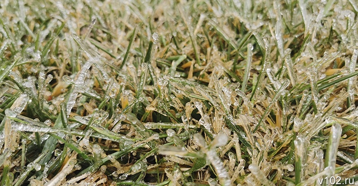 В Волгоградской области могут ввести режим ЧС из-за гибели посевов от заморозков