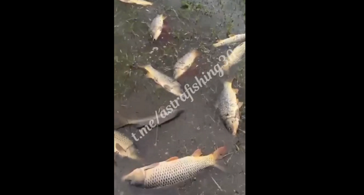 Волгоградцев шокировала погибающая рыба в Астраханской области