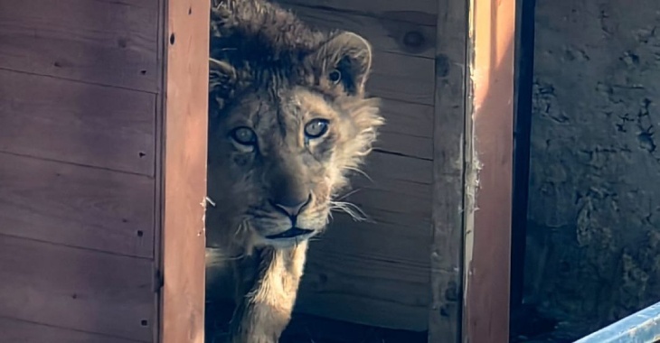 Ветеринары госпиталя дикой природы прооперируют под Волгоградом львов Киару и Бонифация