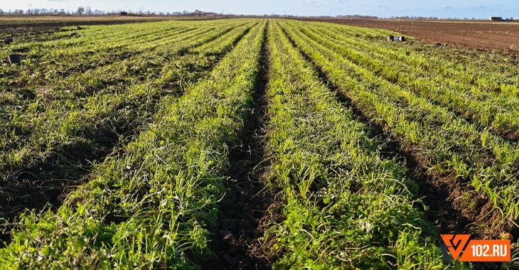 В Волгоградской области введен режим ЧС из-за гибели посевов от майских заморозков