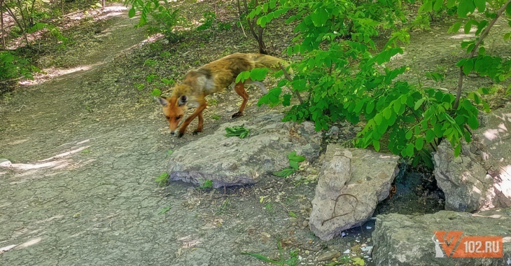 «Она уже забегает во дворы»: дикая лиса напугала жителей центра Волгограда