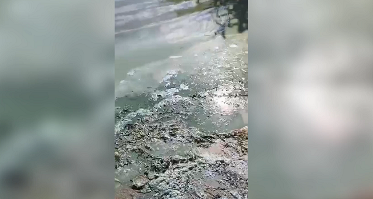 «Словно вылили тонны краски»: под Волгоградом водохранилище стало сине-зеленым