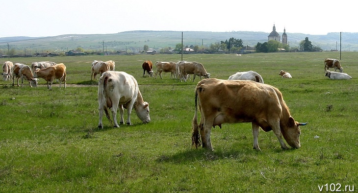 Под Волгоградом молочная ферма выплатит 425 тыс. рублей за нападение коровы на сотрудницу