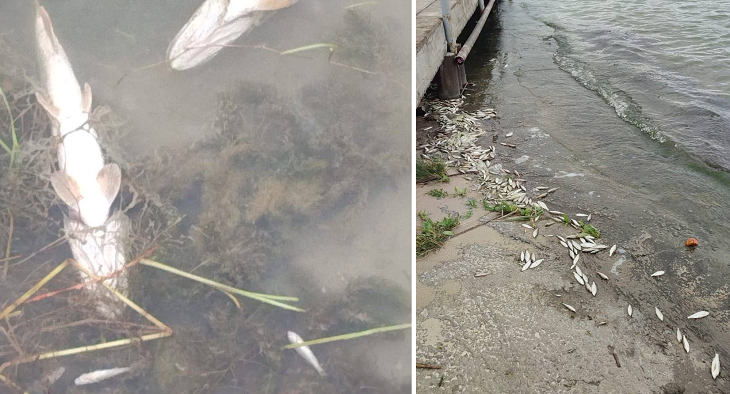 «Волны бьют малька»: волгоградские дачники сообщают о массовой гибели рыбы в пруду