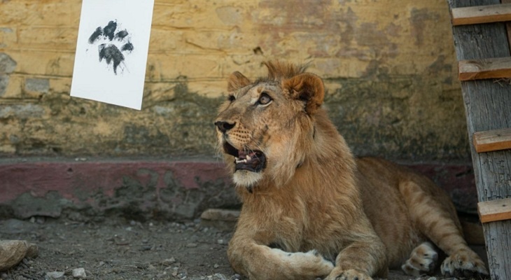 В Волгограде в лотерее разыграют отпечаток лапы льва Симбада